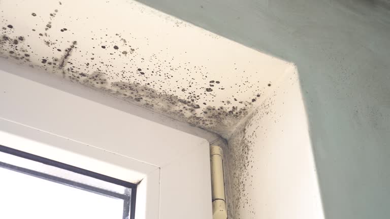 Best Emergency Mold Remediation  in Despard, WV